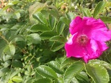 Rynkerose (Rosa rugosa)