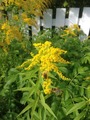 Kanadagullris (Solidago canadensis)