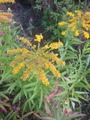 Kanadagullris (Solidago canadensis)