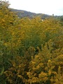 Kanadagullris (Solidago canadensis)