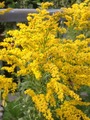 Kanadagullris (Solidago canadensis)