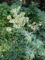 Tromsøpalme (Heracleum persicum)