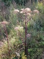 Tromsøpalme (Heracleum persicum)