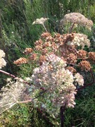 Tromsøpalme (Heracleum persicum)