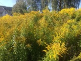 Kanadagullris (Solidago canadensis)