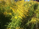 Kanadagullris (Solidago canadensis)