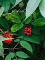 Rødhyll (Sambucus racemosa)