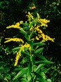 Kanadagullris (Solidago canadensis)