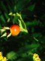 Rynkerose (Rosa rugosa)