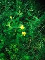 Fagerfredløs (Lysimachia punctata)