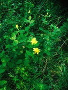 Fagerfredløs (Lysimachia punctata)