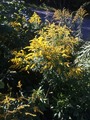 Kanadagullris (Solidago canadensis)