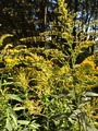 Kanadagullris (Solidago canadensis)