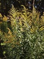 Kanadagullris (Solidago canadensis)