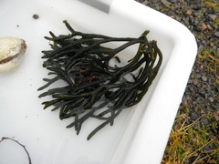 Sponge seaweed (Codium fragile)