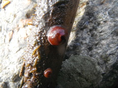 Sponges (Porifera)