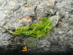 Tarmgrønske (Ulva intestinalis)