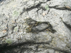 Sponge seaweed (Codium fragile)