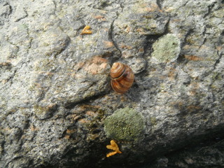 Storstrandsnegl (Littorina littorea)