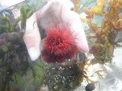 Hesteaktinie (Actinia equina)