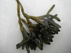 Sponge seaweed (Codium fragile)
