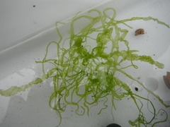 Sea grass (Ulva intestinalis)