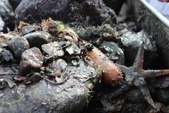 Sea cucumbers (Holothuroidea)