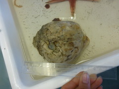 Sponges (Porifera)