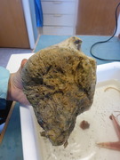 Sponges (Porifera)