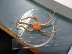 Brittle stars (Ophiuroidea)