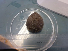 Sea urchins (Echinoidea)