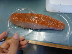 Sea cucumbers (Holothuroidea)