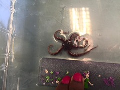 Brittle stars (Ophiuroidea)