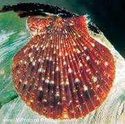 Urskjell (Chlamys varia)