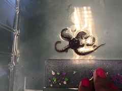 Brittle stars (Ophiuroidea)