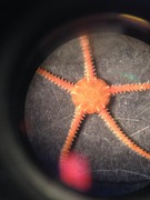Brittle stars (Ophiuroidea)