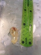 Sekkdyr (Ascidiacea)