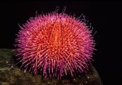 Sea urchins (Echinoidea)