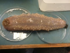 Sea cucumbers (Holothuroidea)