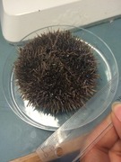 Sea urchins (Echinoidea)