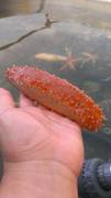 Sea cucumbers (Holothuroidea)