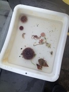Sea urchins (Echinoidea)
