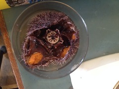 Sea urchins (Echinoidea)