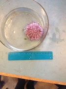 Sea urchins (Echinoidea)