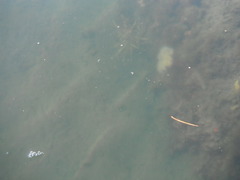 Sea cucumbers (Holothuroidea)