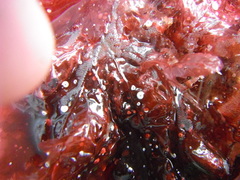 Sugar Kelp (Saccharina latissima)