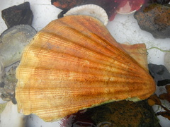 Kamskjell (Pectinidae)