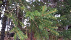 Sitkagran (Picea sitchensis)