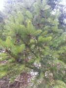 Sitkagran (Picea sitchensis)