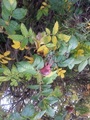 Rynkerose (Rosa rugosa)